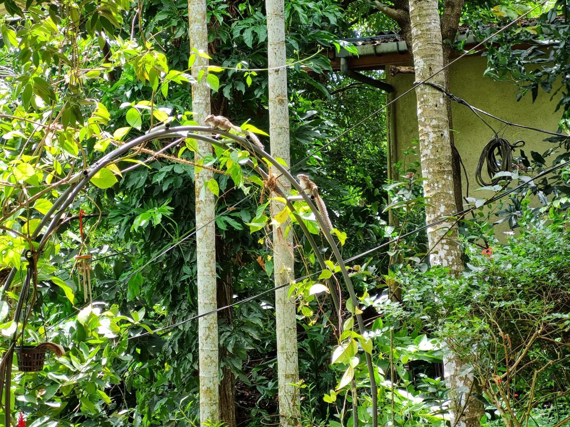 Squirrel'S Nest Hotel Kandy Buitenkant foto