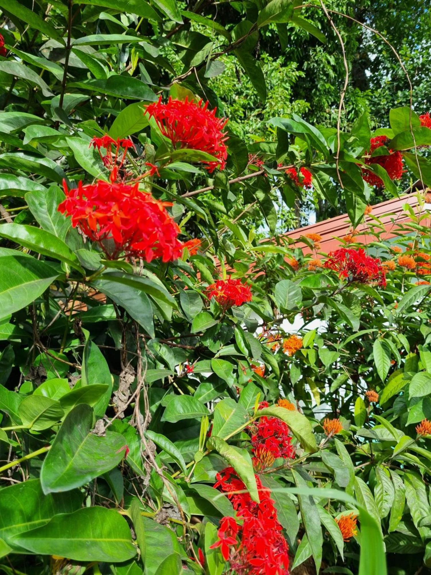 Squirrel'S Nest Hotel Kandy Buitenkant foto