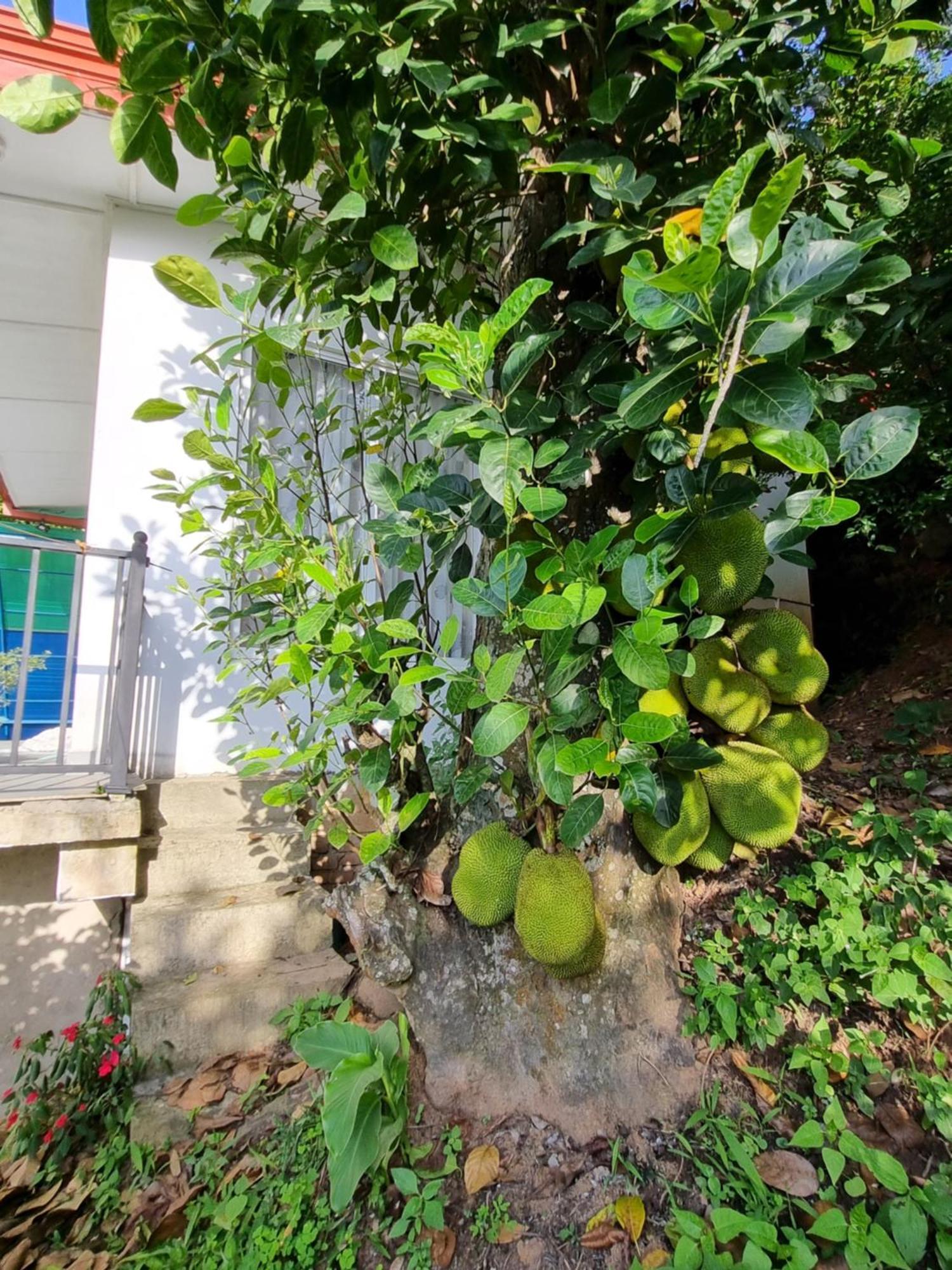 Squirrel'S Nest Hotel Kandy Buitenkant foto